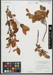 Foto von Salix waldsteiniana Willd.